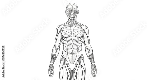 Human body anatomy illustration with muscles and skeleton.
