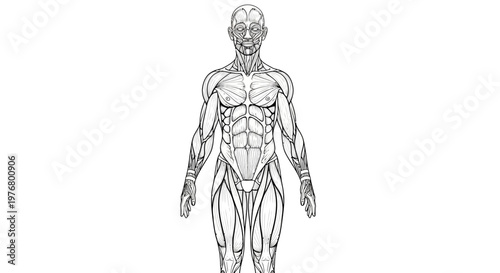 Anatomical illustration of a human body.