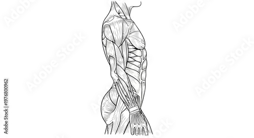 Anatomical illustration of human muscular system.
