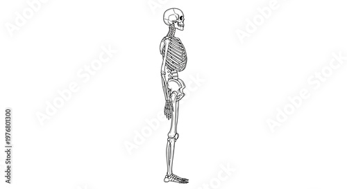 Detailed illustration of a human skeleton.