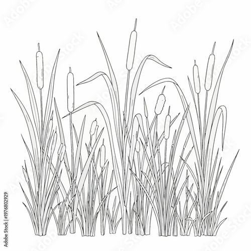 Detailed black and white line art illustration of common cattails or marsh reeds with tall cylindrical flower spikes and long slender leaves, isolated on white background.