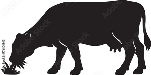 Silhouette of a black cow grazing on grass in a field, depicting natural feeding habits and rural agricultural scenes.
