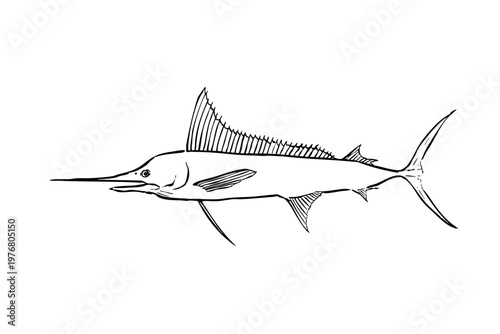 Striped marlin hand-drawn ink line illustration, marine fish vector
