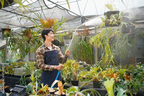 Cuadro en lienzo A gardener with a watering hose and a sprayer water working in greenhouse and watering fern