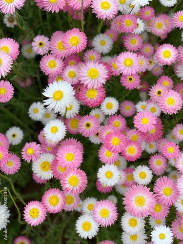 фотографія Pink and white everlasting daisy flowers in bloom Australian wildflower