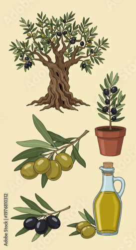 Comprehensive vector illustration set featuring a gnarled olive tree, a potted plant, a glass bottle of extra virgin olive oil, and branches with fresh green and black olives.