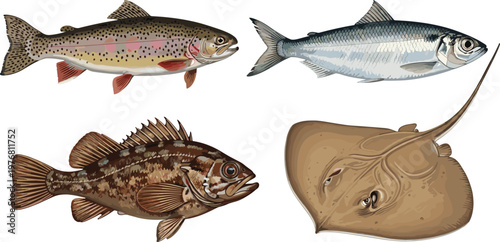 Fish Species Vector Illustration Set with Trout Herring Rockfish and Stingray Realistic Marine Animals Collection Isolated on Background