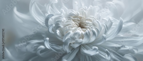 The Chrysanthemum Soft White Closeup with Delicate Curled Petals and Serene Light
