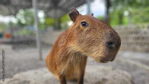 Obraz na plátne Adorable zoo capybara face close up detail look, relaxing taking nap fall a sleep, interacting visitors
