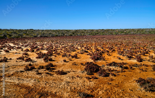 Francois Peron National Park arid red landscape with low shrubs and sparse vegetation
