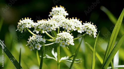 A close-up showcases delicate white flowers of a wild plant against a blurred green background, highlighting their intricate structure and natural beauty.