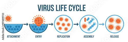 Virus Life Cycle Infographic Flat Vector Virology Diagram Showing Attachment Entry Replication Assembly and Release Stages