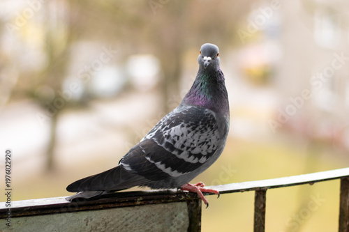 A pigeon perched on a balcony railing, calmly observing its surroundings. The urban bird rests against a soft background, capturing a quiet moment of city life