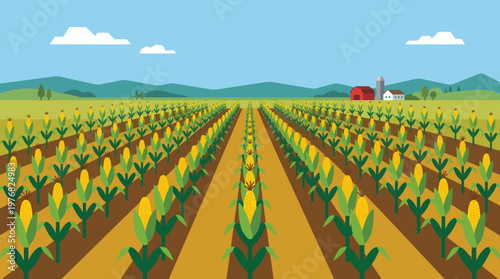 Vast Cornfield with Ripe Cobs Ready for Harvest.