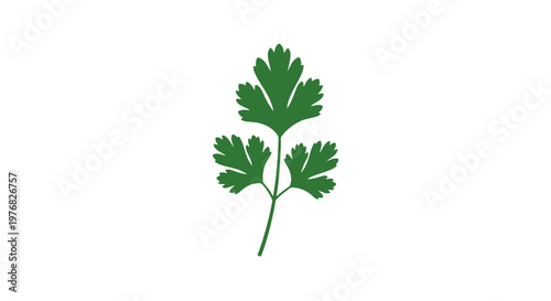 Fresh Green Parsley Leaves on Stem.