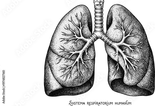 Human respiratory system illustration, lungs anatomy vintage engraving, detailed medical diagram, bronchial structure drawing, healthcare biology graphic isolated for education and scientific use
