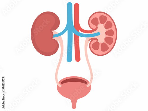 Simplified of human urinary system with kidneys bladder and ureters