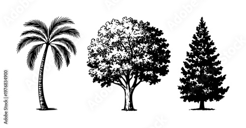 Distinct trees palm oak pine rendered in black ink style white background