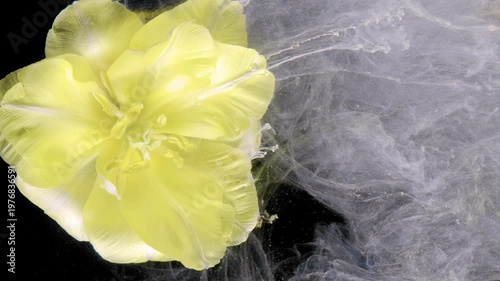 Yellow flower amid rising mist, dense white cloud rolling over petals, fluid dynamics captured for diffusion study, scientific macro aesthetic