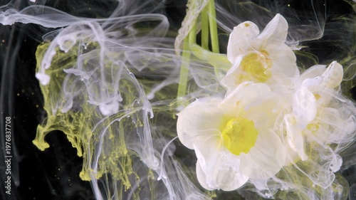 White daffodil immersed ink eruption pale yellow pigment curling around petals in black water, laboratory style capture of fluid dynamics