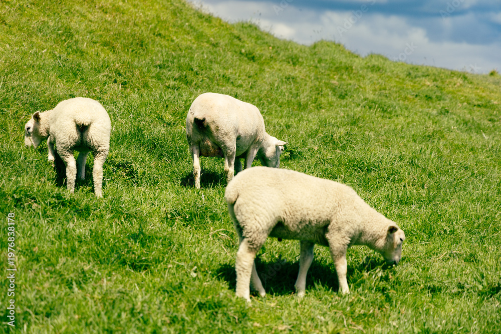 Fototapeta premium Three Sheep Grazing Sunny Green Hillside