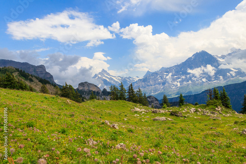 Panoramic view of snow-covered Swiss Alps and green flowering alpine meadow near Schynige Platte in Bernese Oberland, Switzerland