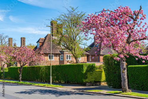Beautiful cherry blossom trees line a residential street in Hampstead Garden Suburb, London, UK