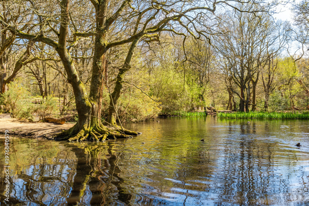 Fototapeta premium Small pond in Hampstead Heath woods in the spring time, London UK
