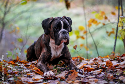 Beautiful brindle boxer dog is posing outside in golden autumn leaves, nice gold portrait and background
