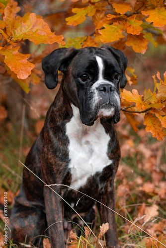 Beautiful brindle boxer dog is posing outside in golden autumn leaves, nice gold portrait and background
