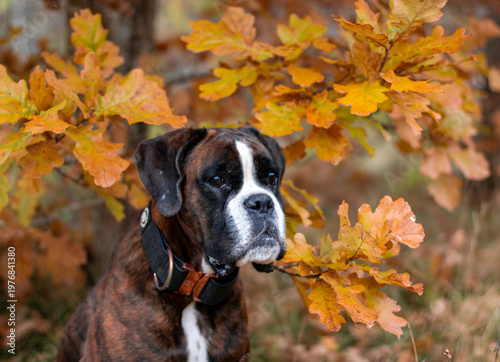 Beautiful brindle boxer dog is posing outside in golden autumn leaves, nice gold portrait and background