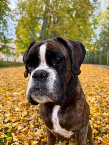 Beautiful brindle boxer dog is posing outside in golden autumn leaves, nice gold portrait and background