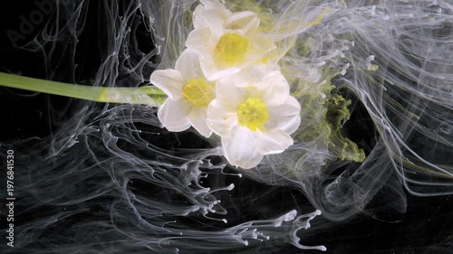 White daffodil petal wave flowing liquid choreography studio shot with pale yellow ink veils and milky trails against deep black, graceful movement