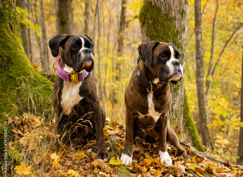 Two beautiful brindle boxer dogs are sitting posing outside in golden autumn leaves, nice portrait and background