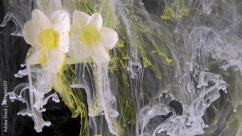 White daffodil cascading pigment waterfall pale yellow and white ink streams pouring past petals in dark tank, dramatic slowmotion study of flow