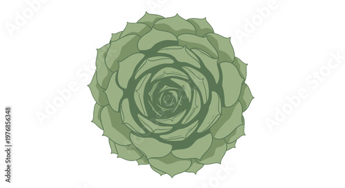 Green Succulent Plant Top View Isolated.