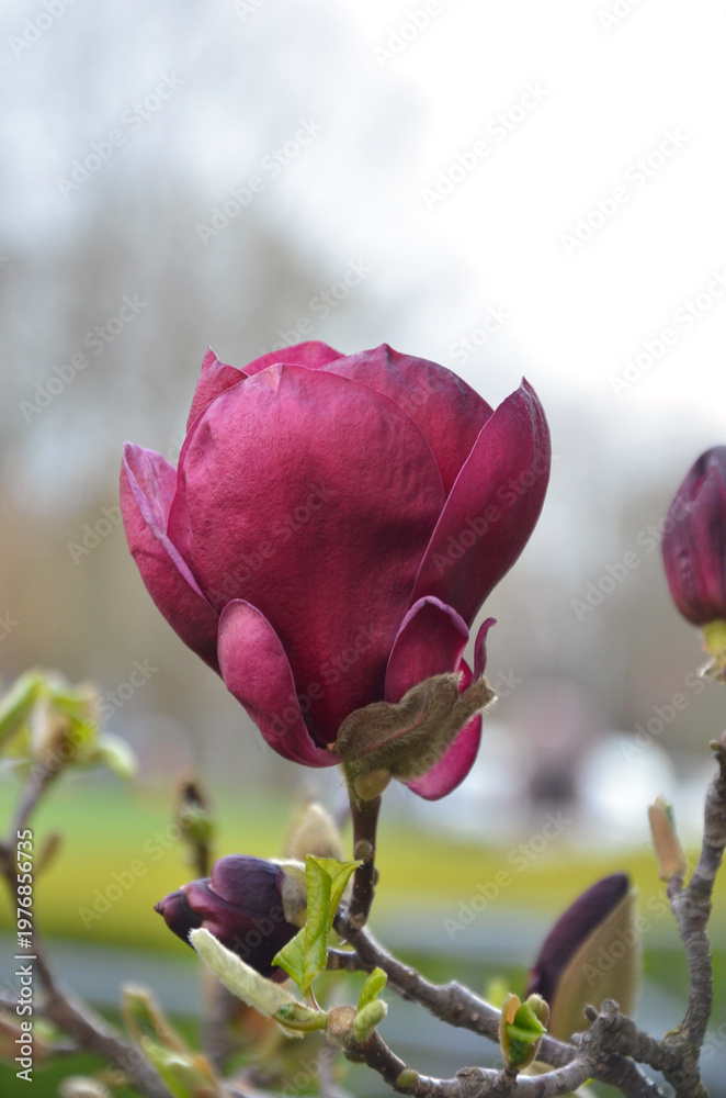 Fototapeta premium Magnolia 'Genie' deep magenta blooming magnolia tree .Closeup blooming branch with flower and young leaves.Growing magnolia tree