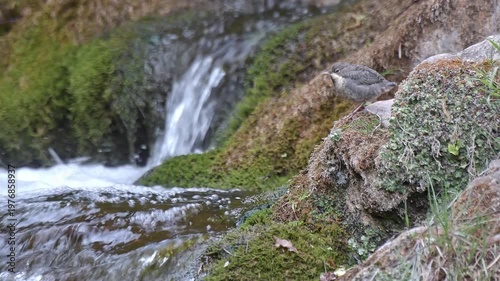 Newborn of White throated dipper on the rushing brook (Cinclus cinclus)