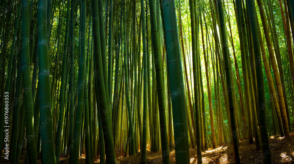 Fototapeta premium A bamboo forest with light filtering through the stalks creating vertical patterns of shadow