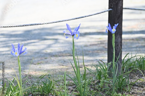 初夏を彩るアイリスの青い花