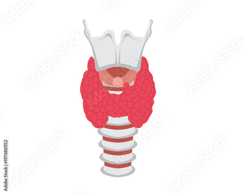 Fotografía Anatomy of the thyroid gland, trachea and larynx in human body PNG