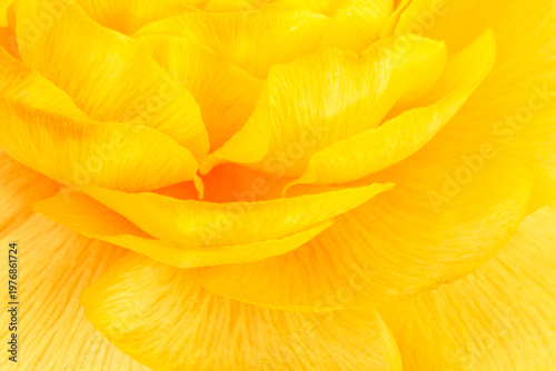 bright yellow backdrop: close up of petals of Ranunculus asiaticus flower
