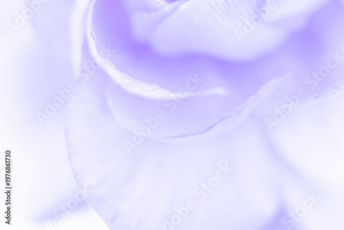 light violet congratulation card backdrop: close up of Ranunculus flower