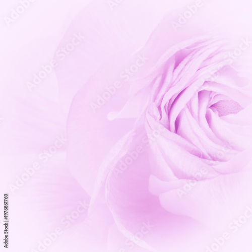 light purple square congratulation card backdrop: close up of Ranunculus flower