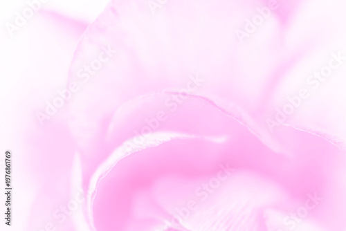 pink backdrop: close up of petals of Ranunculus flower