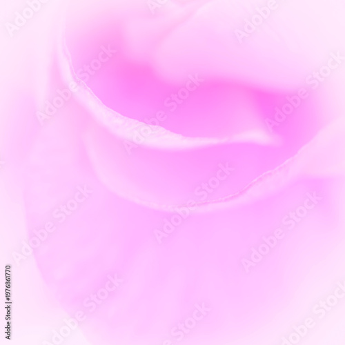 pink congratulation card backdrop: close up of petals of Ranunculus flower