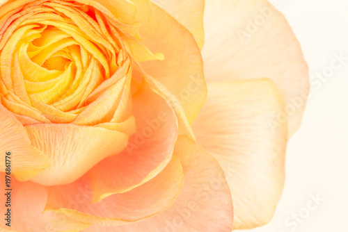 beautiful pink with yellow Ranunculus asiaticus flower