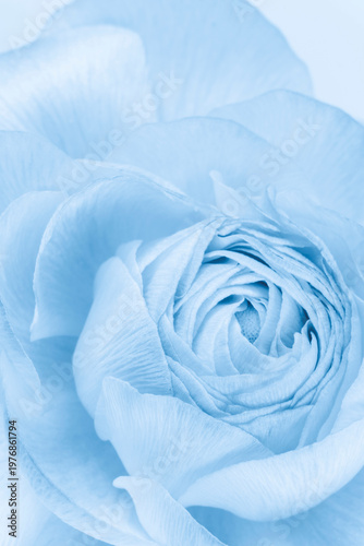 blue congratulation card backdrop: close up of Ranunculus flower