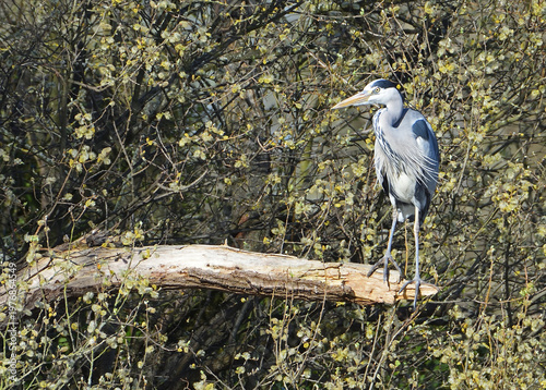  Grey Heron perched on a fallen branch. 