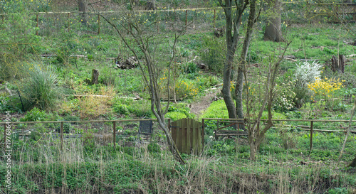 Rustic Woodland Garden with fence and gate